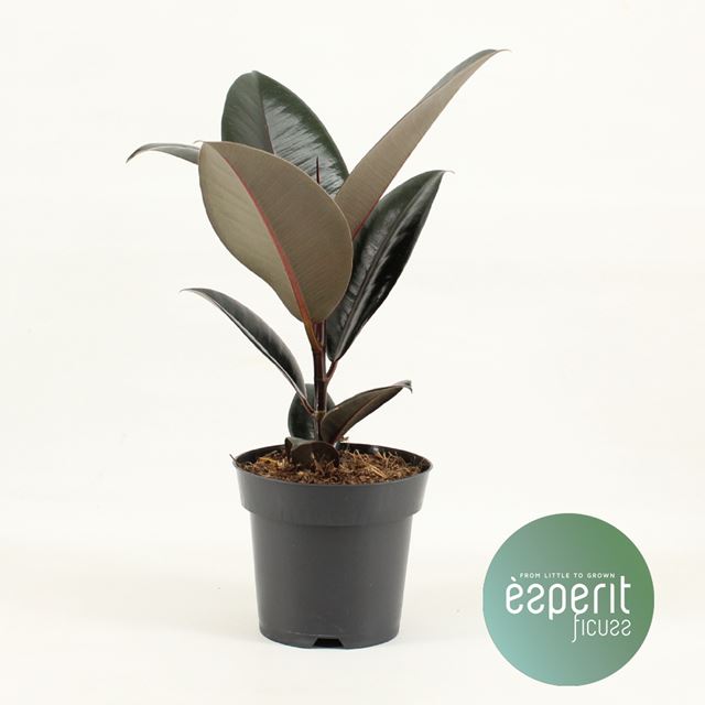 Picture of FICUS ELASTICA ABIDJAN