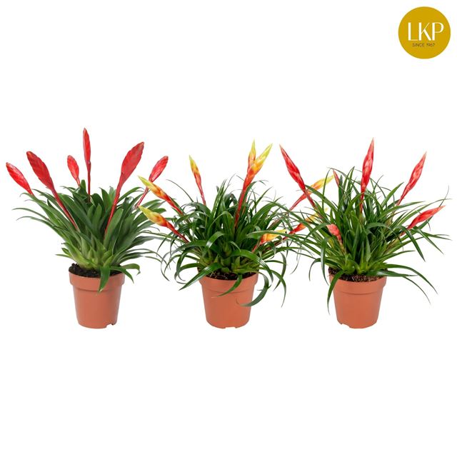 Picture of VRIESEA MIX MULTIFLOWER MIX