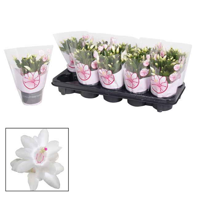 Picture of Schlumbergera white