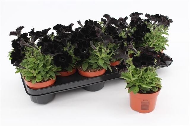Picture of Petunia black