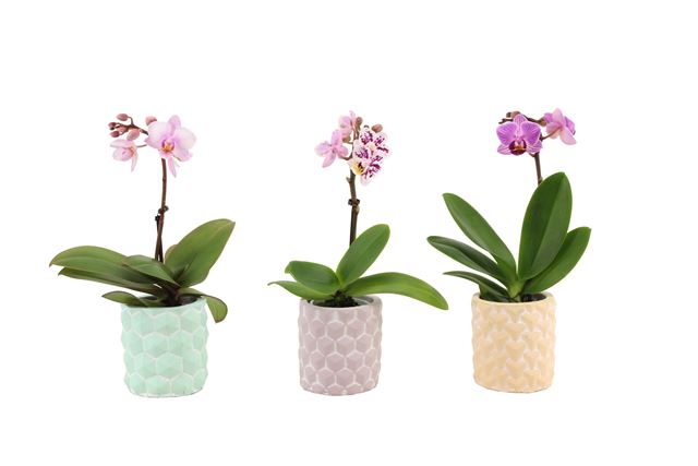 Picture of PHALAENOPSIS 01-STEM MINI MIX IN 3D CERAMIC