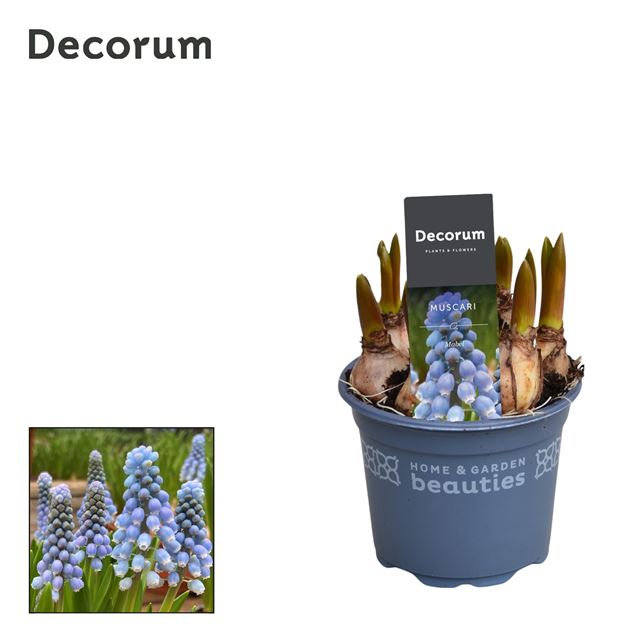 Picture of MUSCARI MABEL