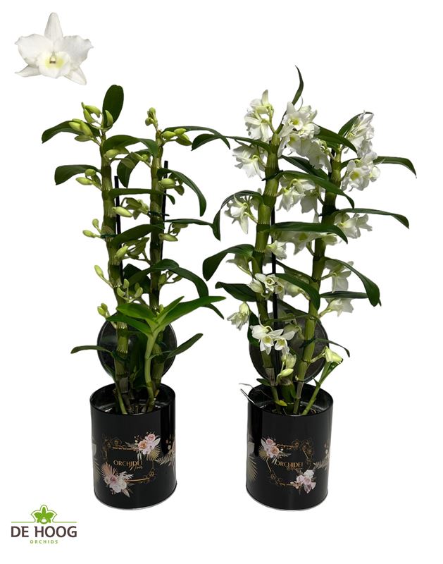 Picture of DENDROBIUM NOBILE 02-STEM WHITE IN ZINC BOX