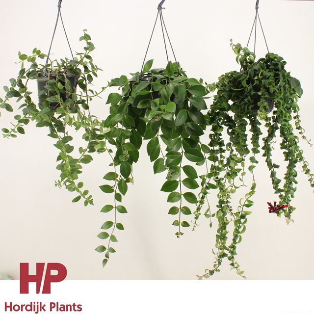 Picture of Aeschynanthus mix in hanging basket