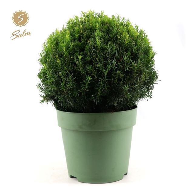 Picture of Taxus baccata ball 045cm