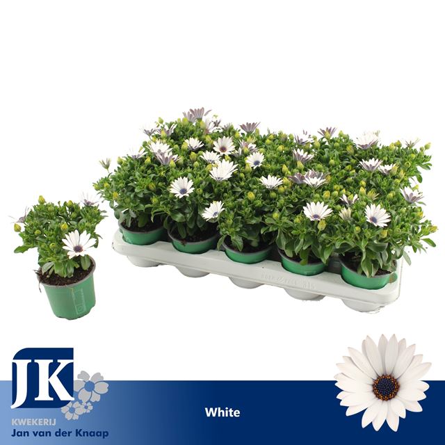 Picture of OSTEOSPERMUM SUNNY FELIX WHITE