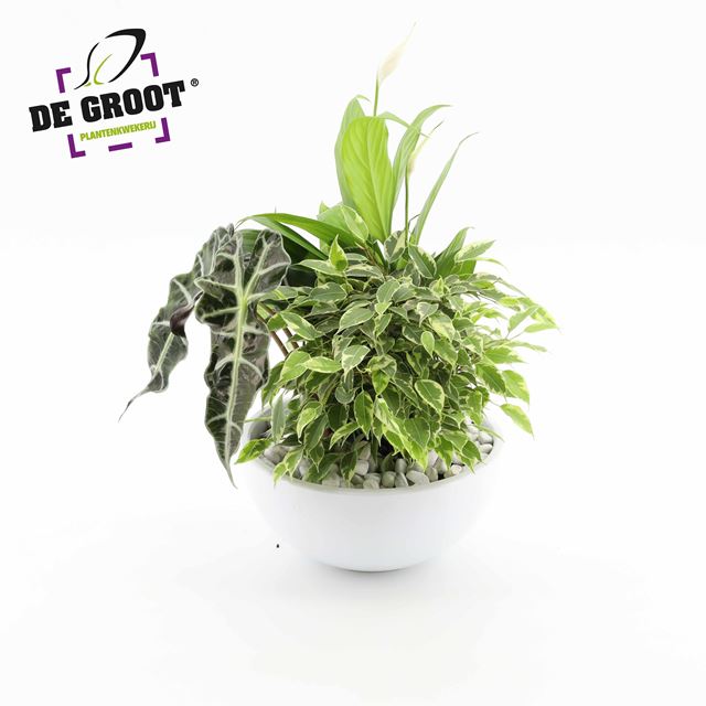Picture of SPATHIPHYLLUM ARRANGEMENT IN BOWL