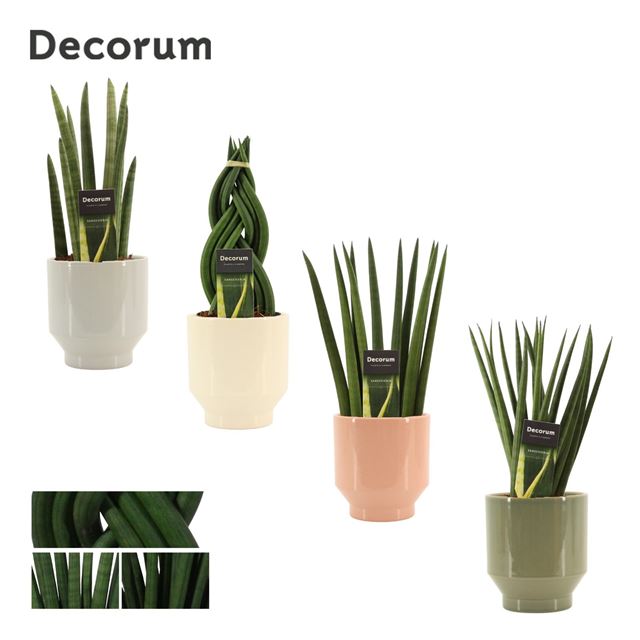 Picture of Sansevieria cylindrica in ceramic
