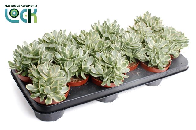 Picture of CRASSULA MONEYMAKER