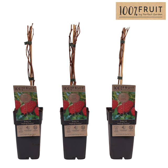 Picture of Rubus idaeus malling promise