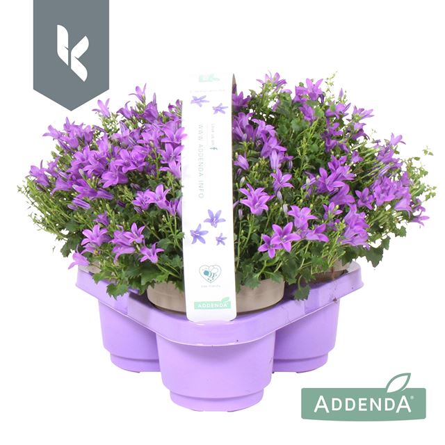 Picture of CAMPANULA AMBELLA INTENS PURPLE 03-PACK