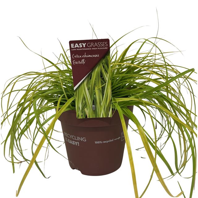 Picture of Carex oshimensis everillo