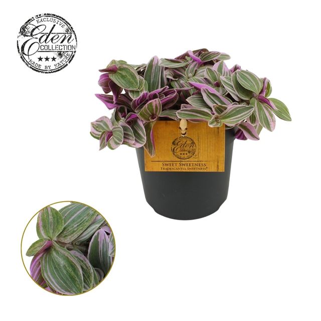 Picture of TRADESCANTIA SWEETNESS
