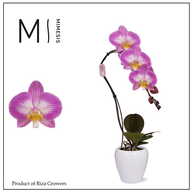 Picture of PHALAENOPSIS 01-STEM SWAN SPECIAL IN CERAMIC