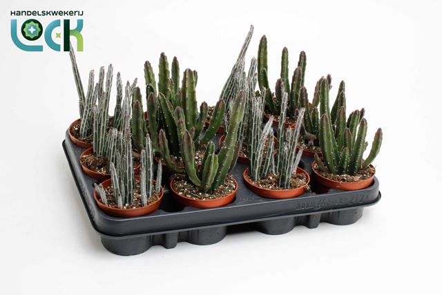 Picture of STAPELIA MIX