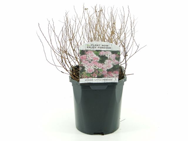 Picture of Spiraea japonica little princess