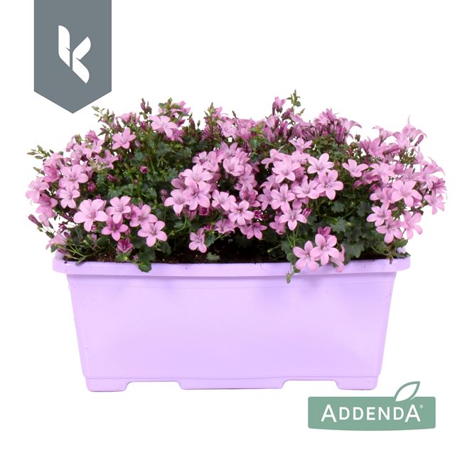 Picture of CAMPANULA AMBELLA PINK IN WINDOWBOX