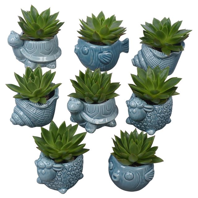 Picture of Echeveria in ceramic