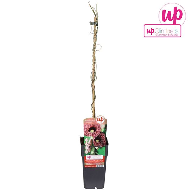 Picture of Aristolochia macrophylla