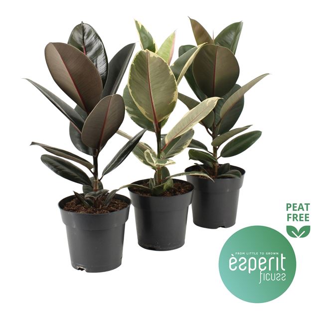 Picture of FICUS ELASTICA MIX