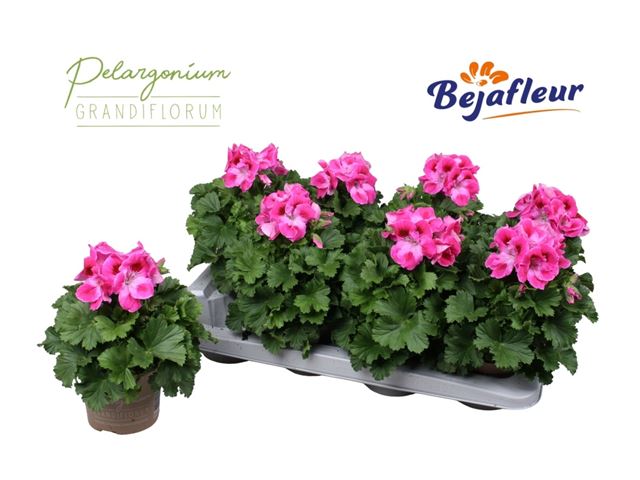 Picture of Pelargonium grandiflorum hyp 30