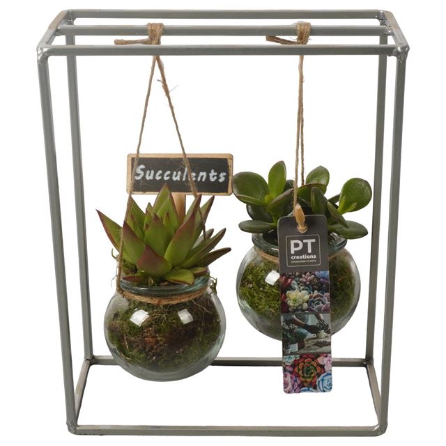 Picture of SUCCULENT ARRANGEMENT 02PP ON FRAME
