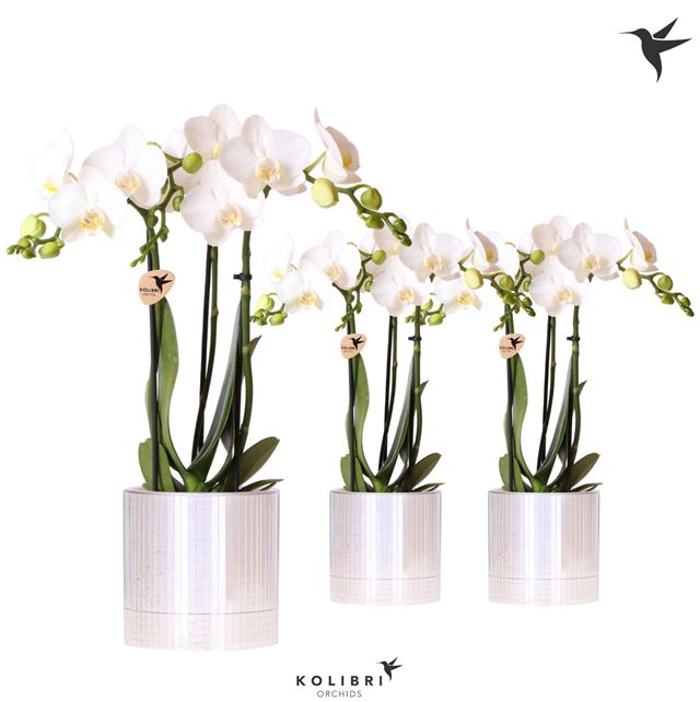 Picture of Phalaenopsis 03-stem kolibri white in ceramic