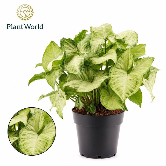 Picture of Syngonium podophyllum white butterfly