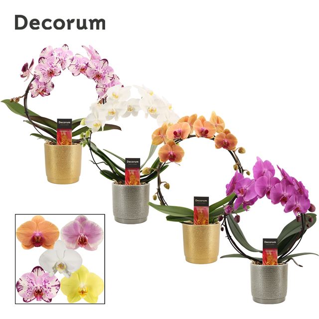 Picture of PHALAENOPSIS 02-T HOOP MIX IN CERAMIC