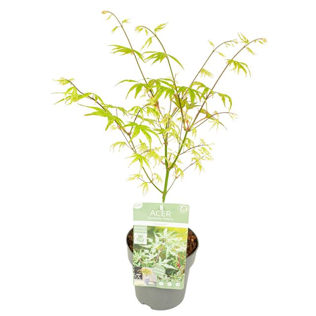 Picture of ACER PALMATUM UKIGUMO