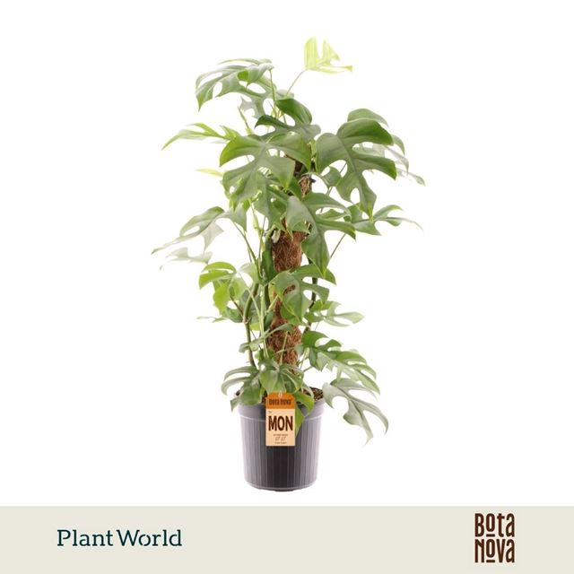 Picture of Monstera minima mosspole