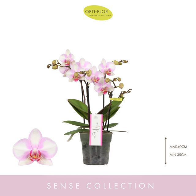 Picture of PHALAENOPSIS 04-STEM MYMONRO MAKE UP