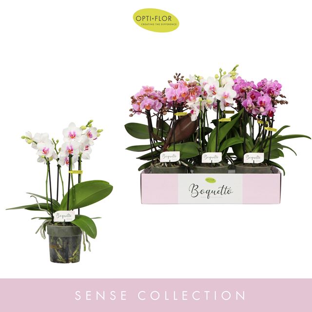 Picture of PHALAENOPSIS 03/05-STEM BOQUETTO PINKO MIX