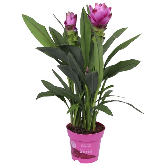 Picture of Curcuma alismatifolia siam sanna