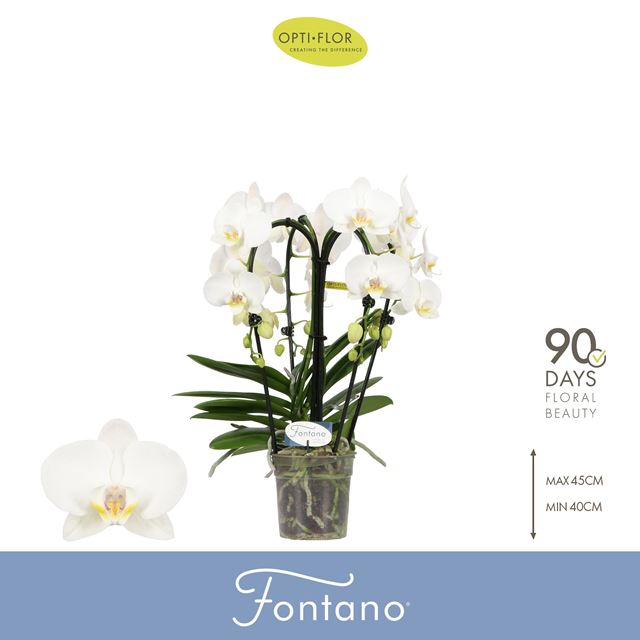 Picture of Phalaenopsis 04-stem fontano bellagio