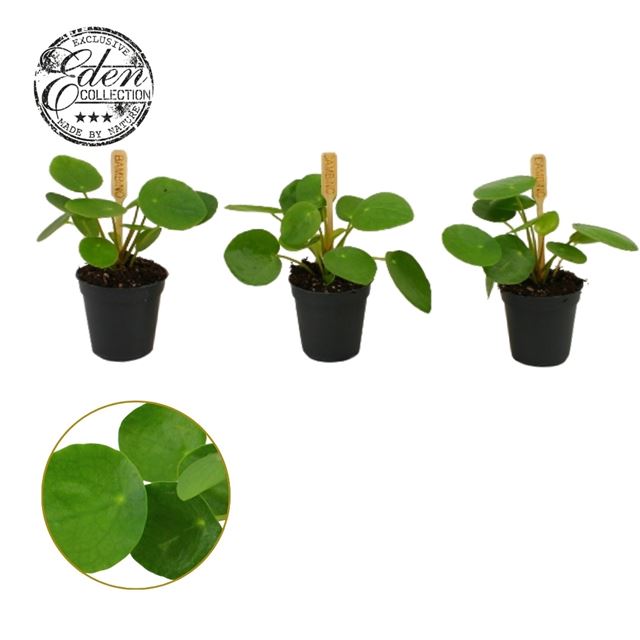Picture of Pilea peperomioides