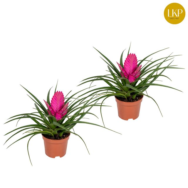 Picture of TILLANDSIA JOSEE PINK
