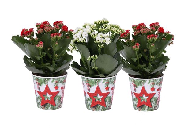 Picture of KALANCHOE ROSALINA IN SMARTCUP 