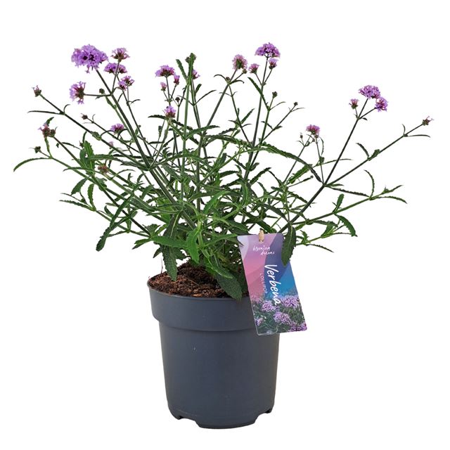 Picture of Verbena bonariensis lollipop