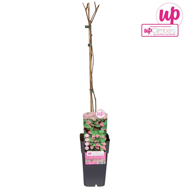 Picture of Actinidia kolomikta - kiwi