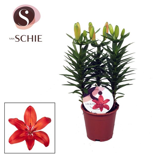 Picture of Lilium asiatic 03pp red