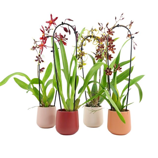 Picture of CAMBRIA CASCADE MIX IN CERAMIC