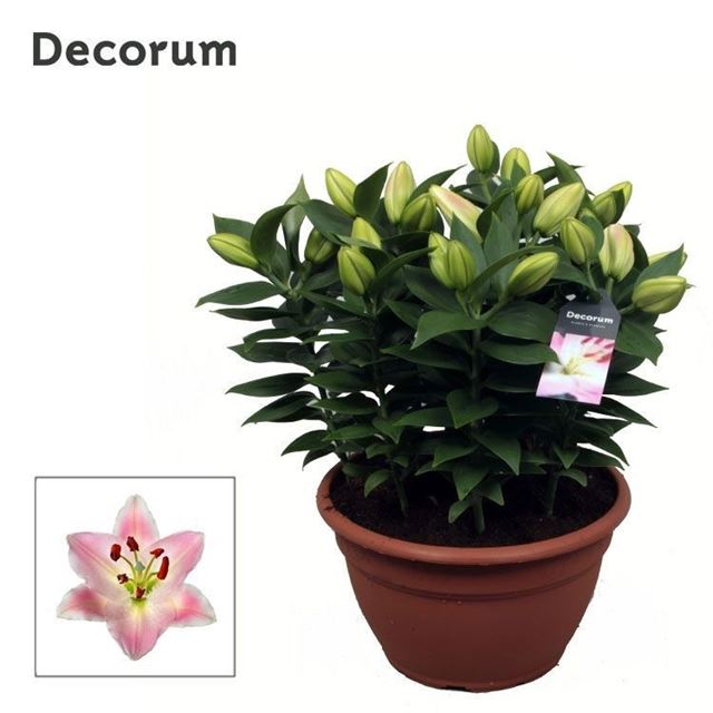 Picture of Lilium oriental 09pp pink in bowl