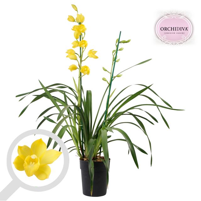 Picture of CYMBIDIUM 02-STEM YELLOW