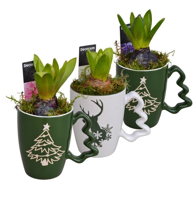 Picture of HYACINTHUS 1BULB CHRISTMAS MUG