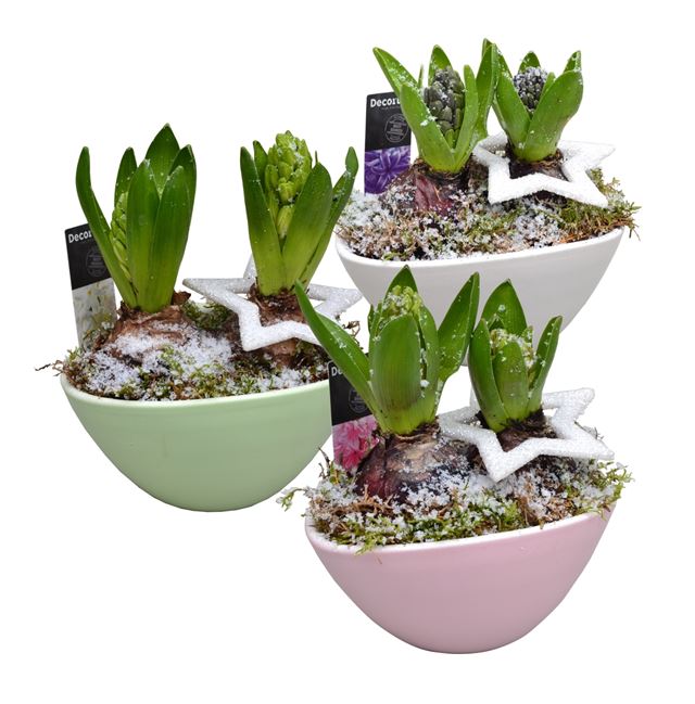 Picture of HYACINTHUS 02BULBS CERAMIC BOAT