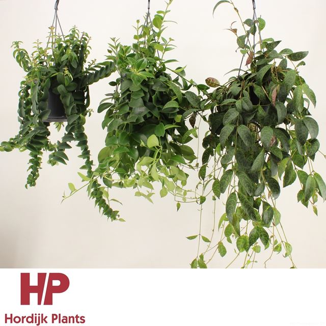 Picture of AESCHYNANTHUS MIX IN HANGING BASKET
