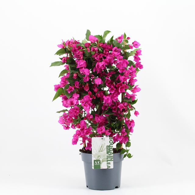 Picture of Bougainvillea sanderiana on frame purple