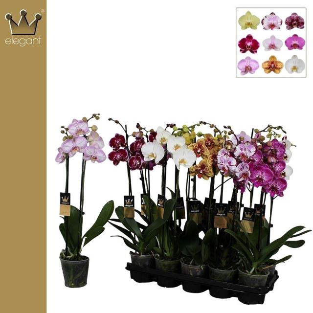 Picture of PHALAENOPSIS 02-STEM MIX