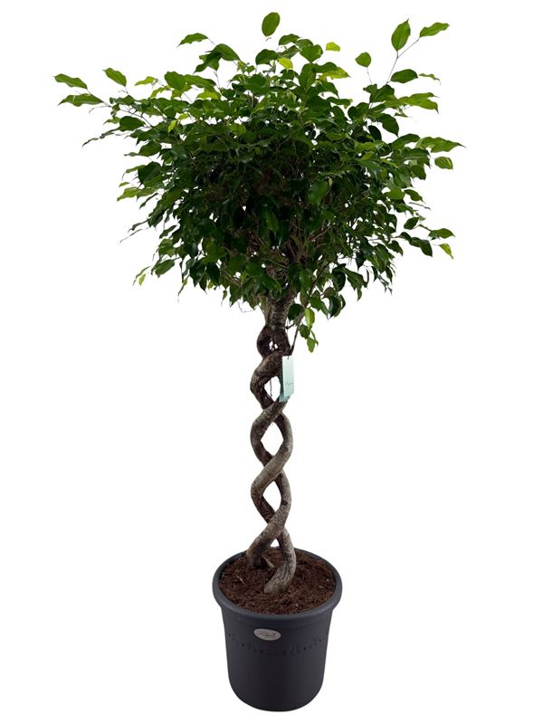 Picture of Ficus benjamina double spiral
